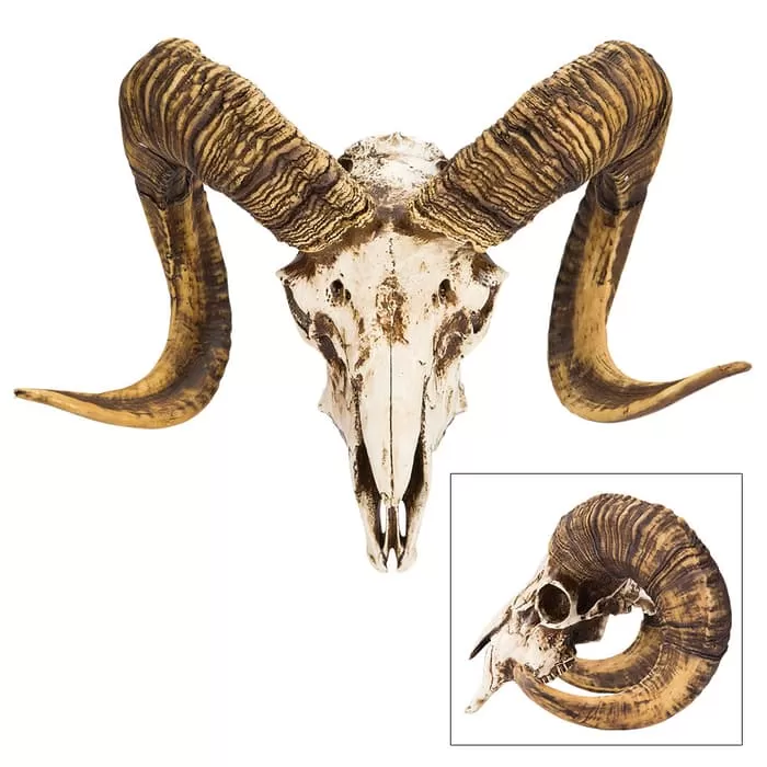 Bighorn Sheep Ram Skull Replica - Life Sized, Authentic Anatomical Details - Cold Cast Polyresin - Large Curled Horns - Home Decor, Collectible, Teaching Tool - 16 1/8" W X 11 4/5" H X 8 1/4" D