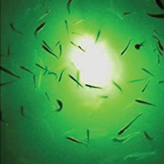 Under Water Green LED Submersible Fishing Light - Industrial-Grade ABS Construction, 108 LED Bulbs, 5-Meter Cord - Image 3